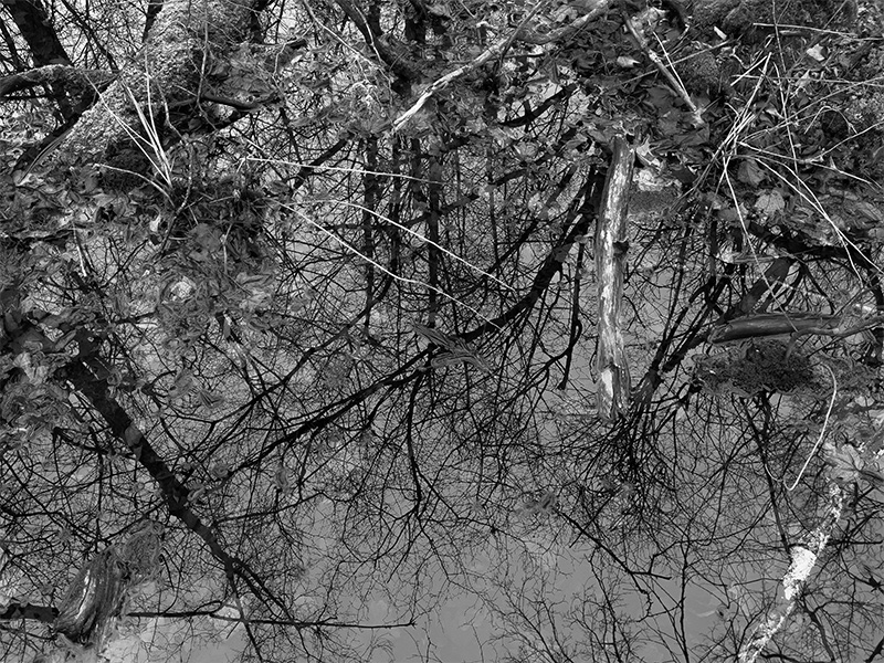 Semi-Abstract Blackand White Photo of Water with Sticks, Leaves, and Reflections of Bare Winter Trees.